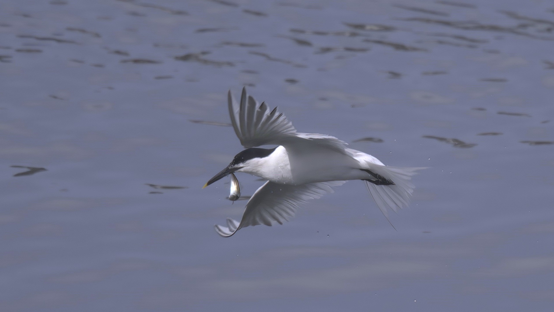 Sandwich Tern